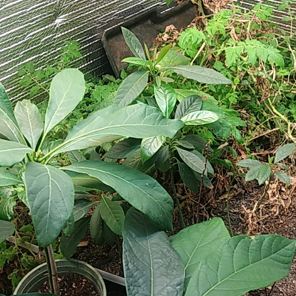 Avocado - Picture 3 of 8